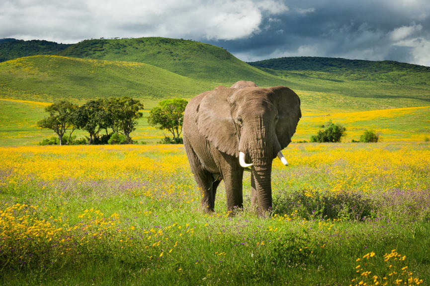 Elephant with wildflowers in the Ngorongoro crater, Tanzania