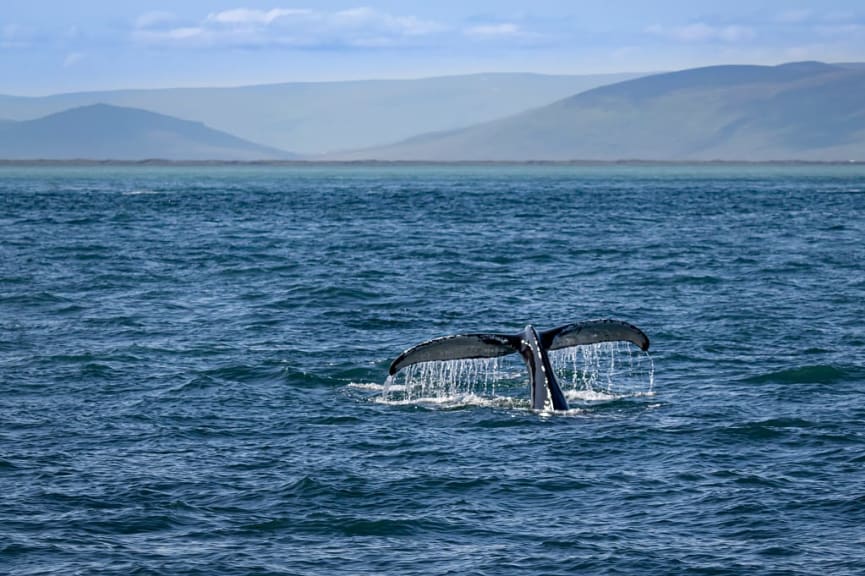 Whale tale breaching water surface in Husavik, Iceland