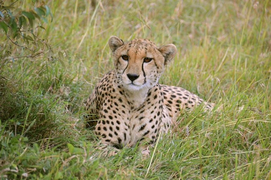 Cheetah in Maasai Mara National Park, Kenya