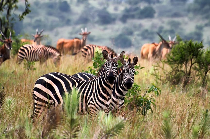 Zebras and gazelles in Akagera National Park, Rwanda. 