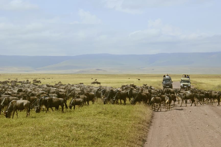 Wildebeests in Ngorongoro Crater, Tanzania