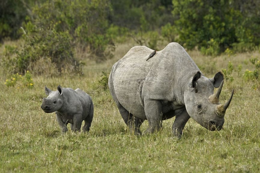 Female black rhino with calf in Ol Pejeta Conservancy, Kenya