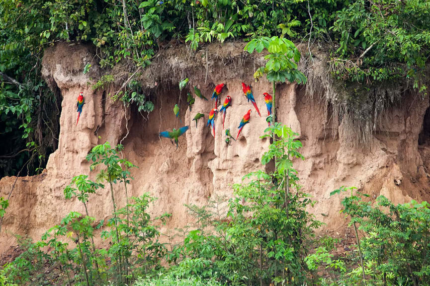 Macaws in Tambopata National Reserve, Peru