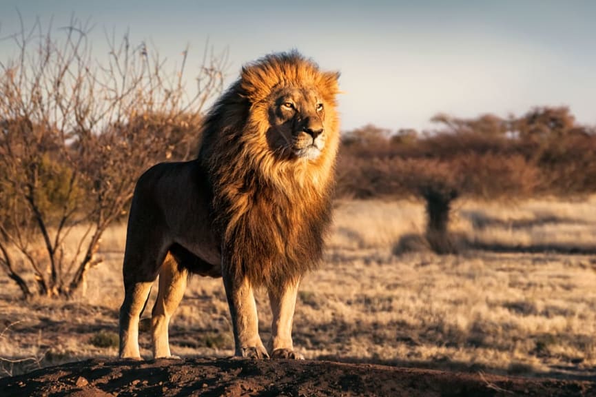 Lion in the Kalahari, South Africa