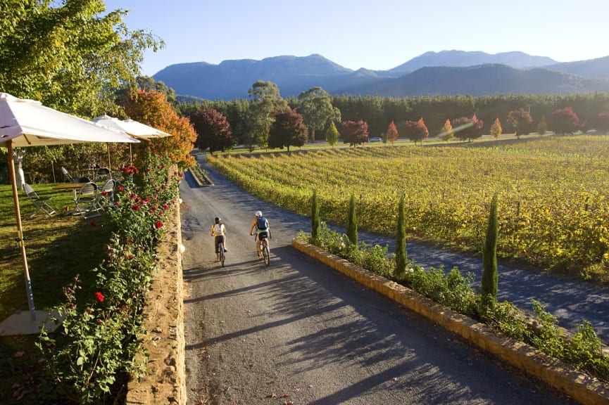 Cycling by vineyards along the High Country Trail in Victoria, Australia