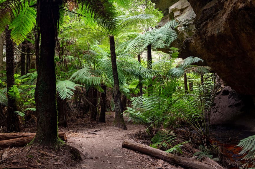 Trail in Wollemi National Park, Australia