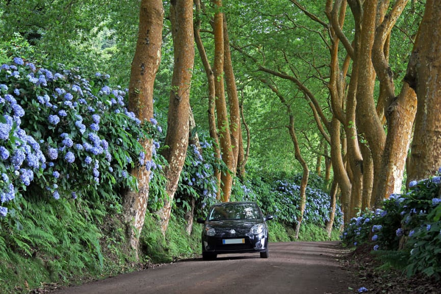 Car driving on tree lined street in Sao Miguel, Azores