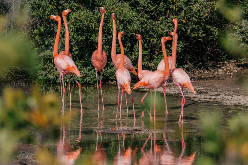 Flamingos in the lake at Cormorant Point on Floreana Island, Ecuador