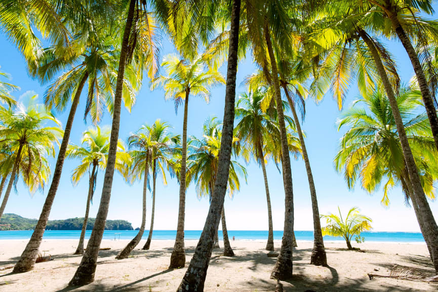 Palms at the beach in Puerto Carrillo, Costa Rica