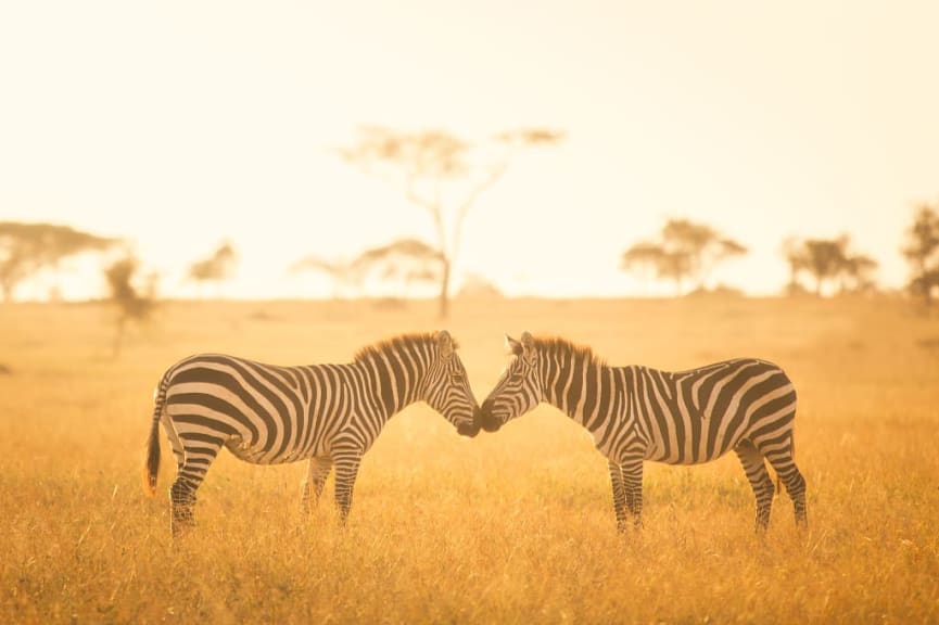 Zebras at sunset on the savanna in the Serengeti, Tanzania