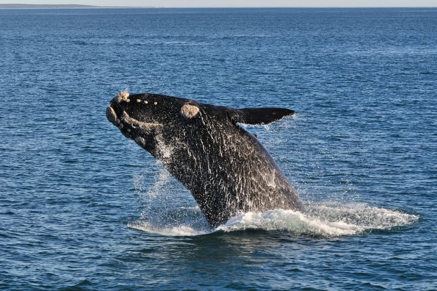 Whale breaching the surface in Walker Bay