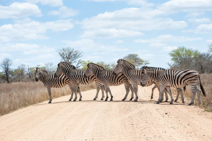 Herd of Zebras in Kruger National Park, South Africa