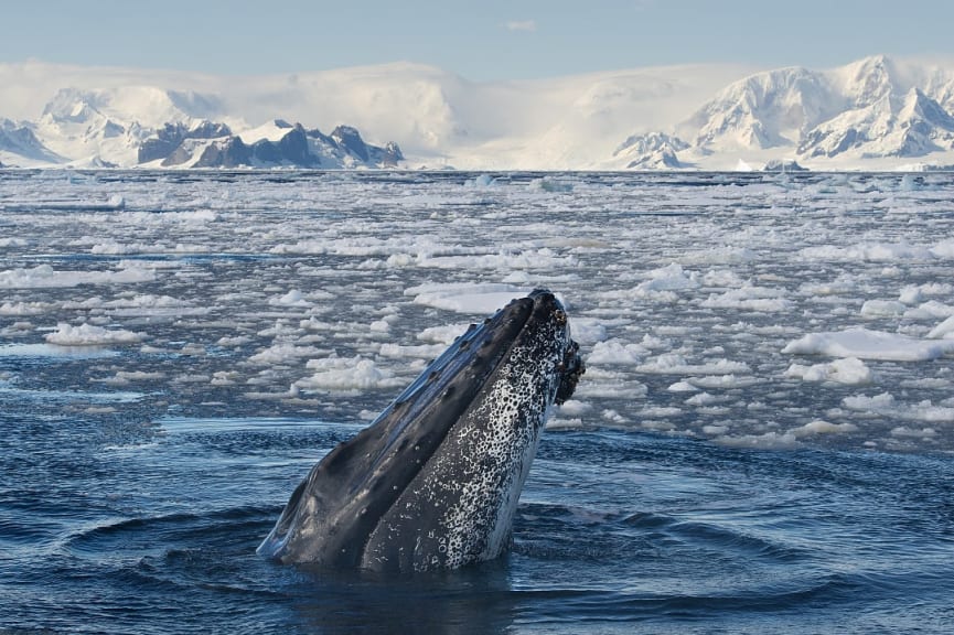 Humback whale breaching the surface