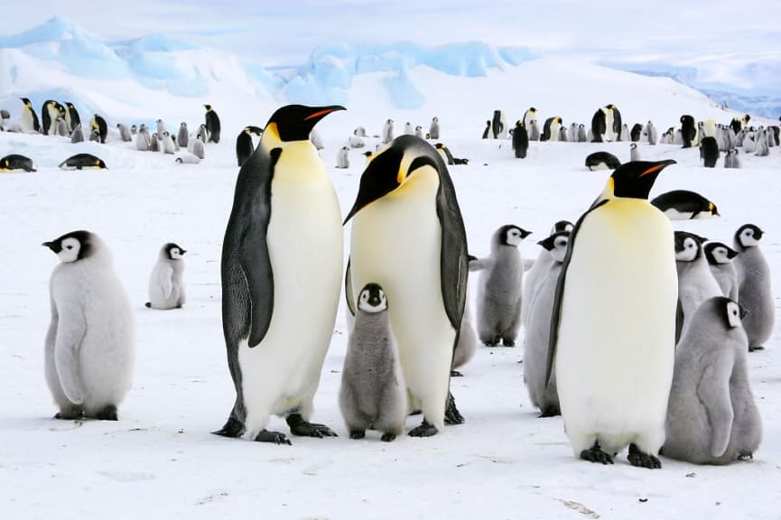 Antarctic emperor penguins in Antarctica