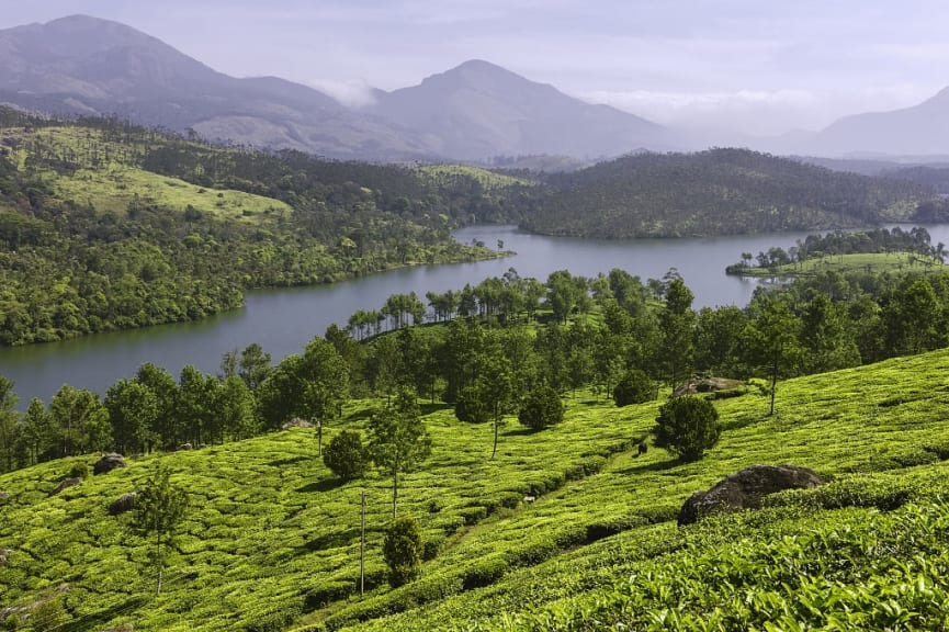 Tea plantations,Munnar,India