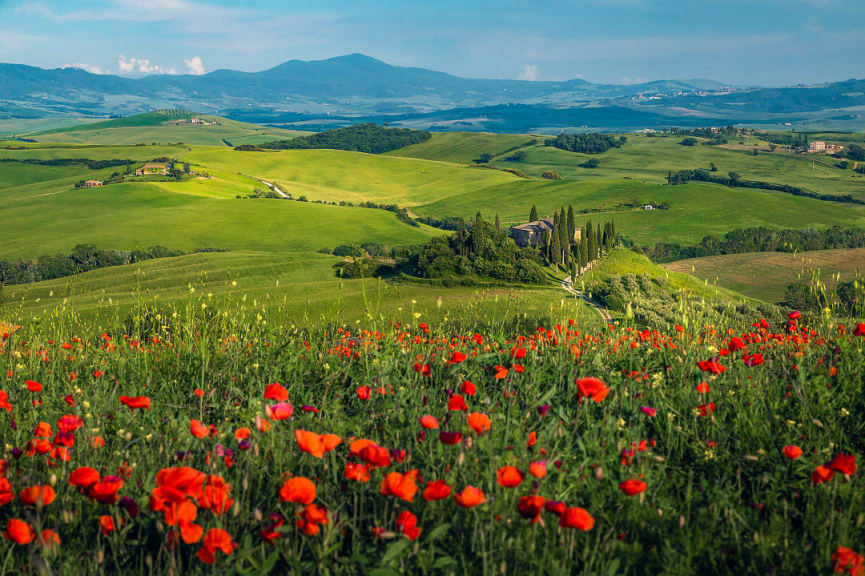 Red poppies blooming in Tuscany, Italy