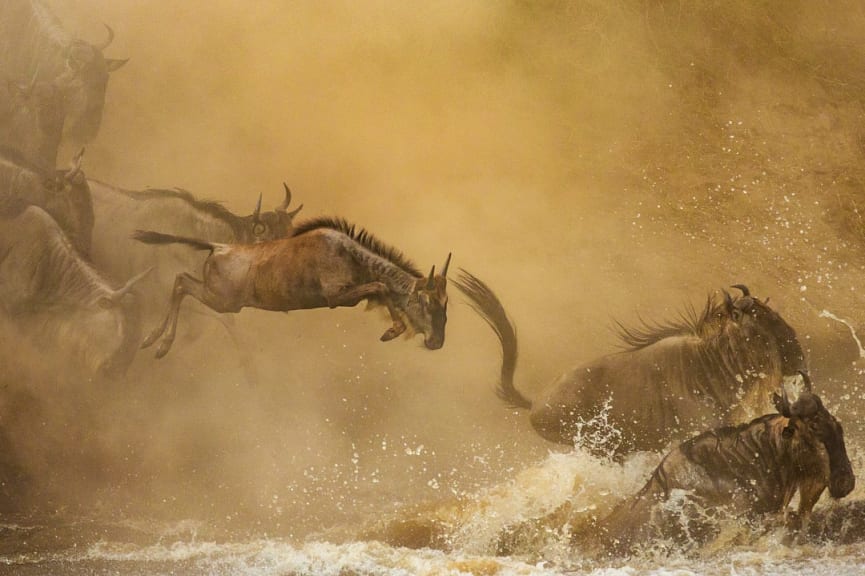 Wildebeest river crossing in Masai Mara, Kenya