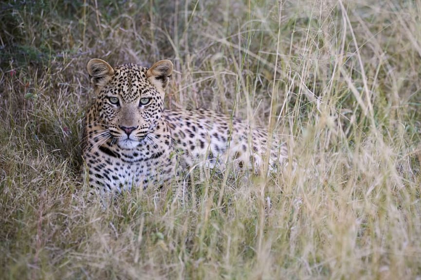 Leopard lounging in the grass at Mombo Camp Botswana, Okavango Delta