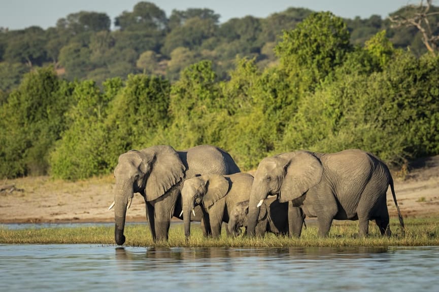 Elephants on the banks of the Chobe River, Botswana