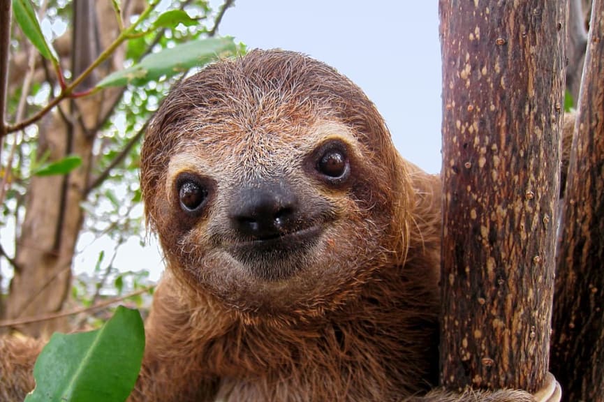 Close up of a smiling sloth in a tree in Costa Rica