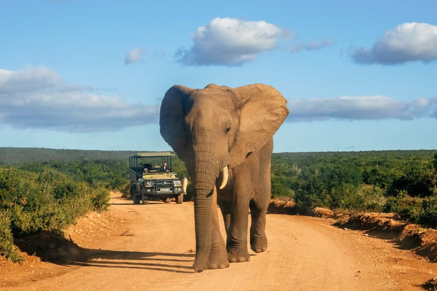 Addo Elephant Park, South Africa