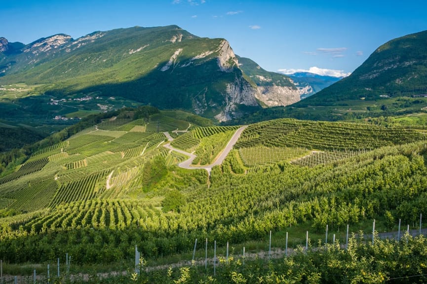 The Idyllic vineyard and mountains view in Alto Adige in Trentino, Italy. 