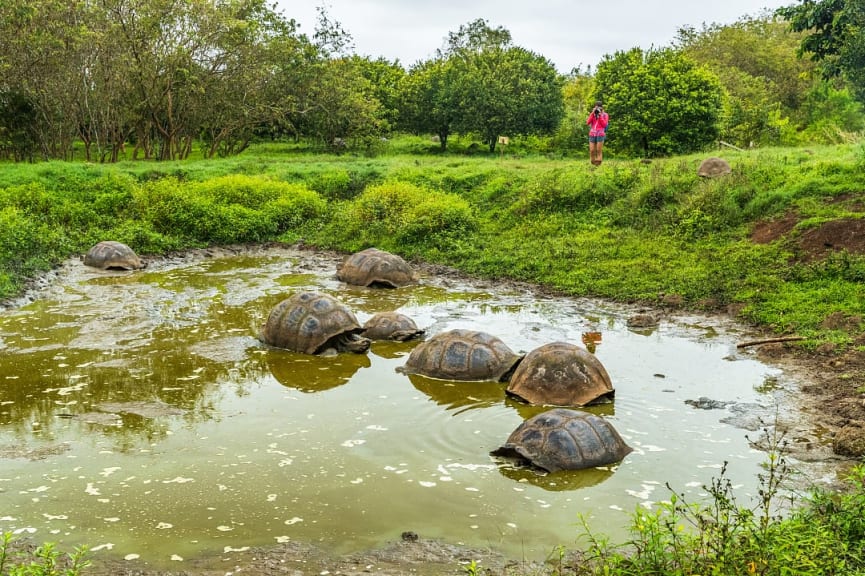 Giant tortoises on Santa Cruz island in the Galapagos, Ecuador