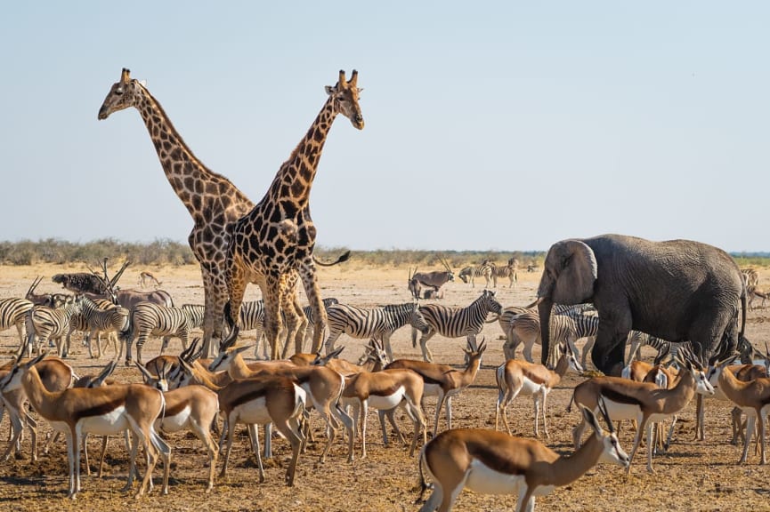 Wild animals congregate around a waterhole in Etosha National Park in Namibia