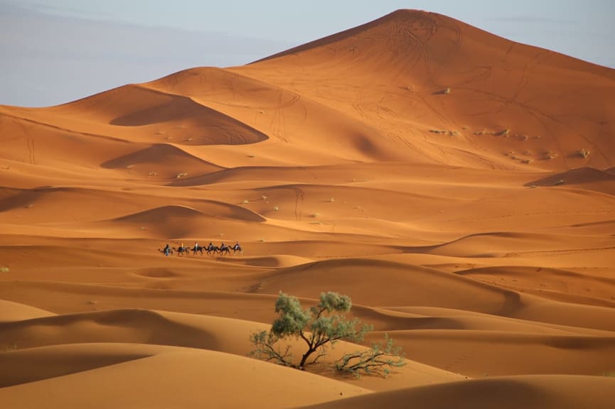 Camel string in the Sahara desert in Morocco