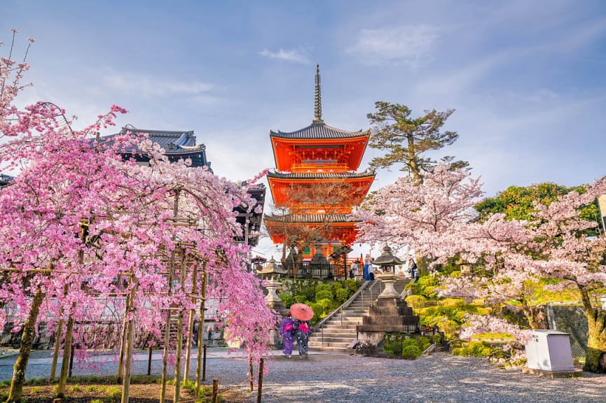 Cherry blossom season in Kyoto, Japan