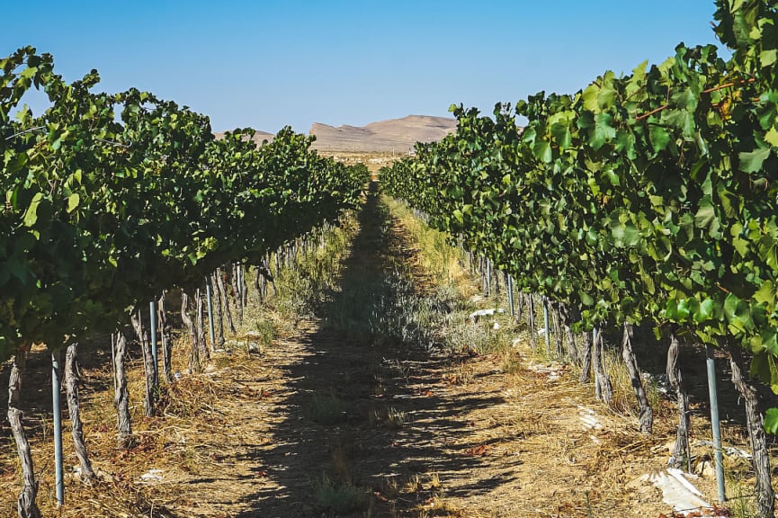 Vineyard in Neveg, Israel