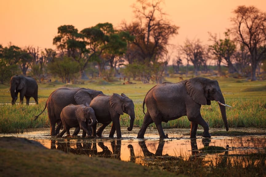 Elephants roaming as the sun sets in Botswana