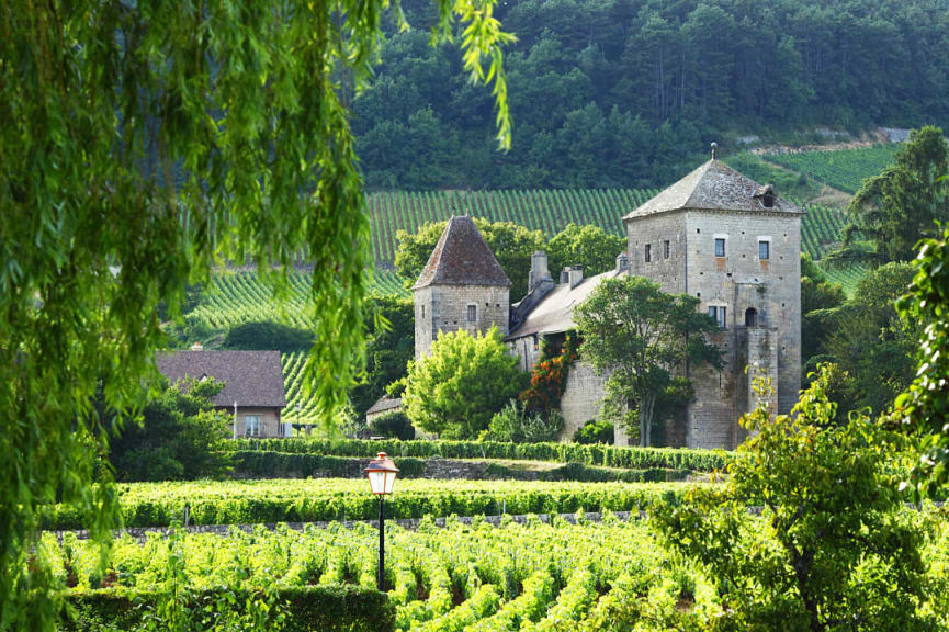 Vineyards in Burgundy, France