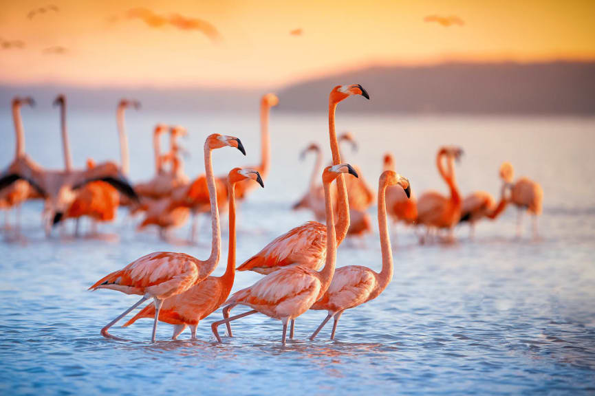 Flamingos at Lake Nakuru in Kenya