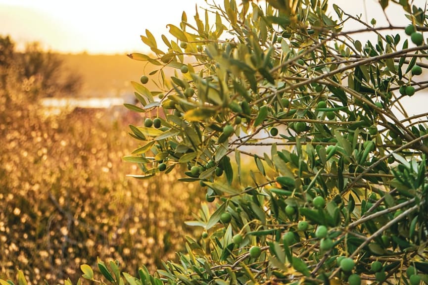 Olive tree in Sevid, Croatia