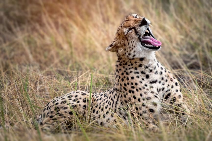 Cheetah in Serengeti National Park, Tanzania