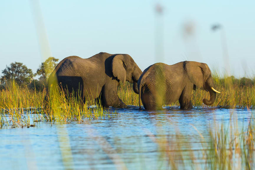 Elephants wading through river in the Okavango Delta, Botswana