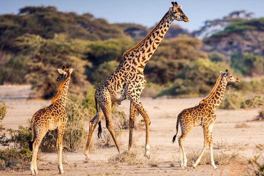 Giraffes in Serengeti National Park