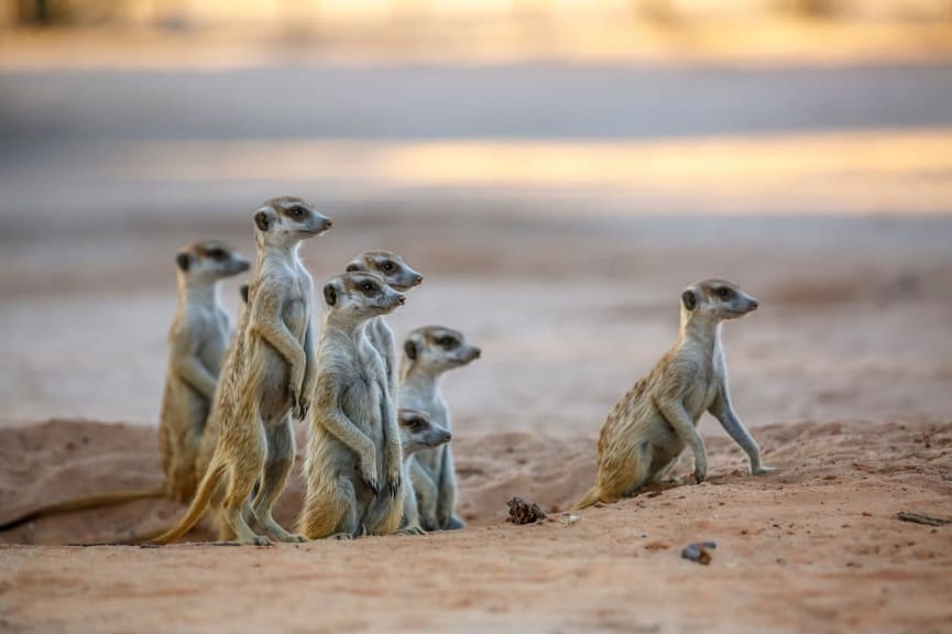 Meerkats in the Kalahari 