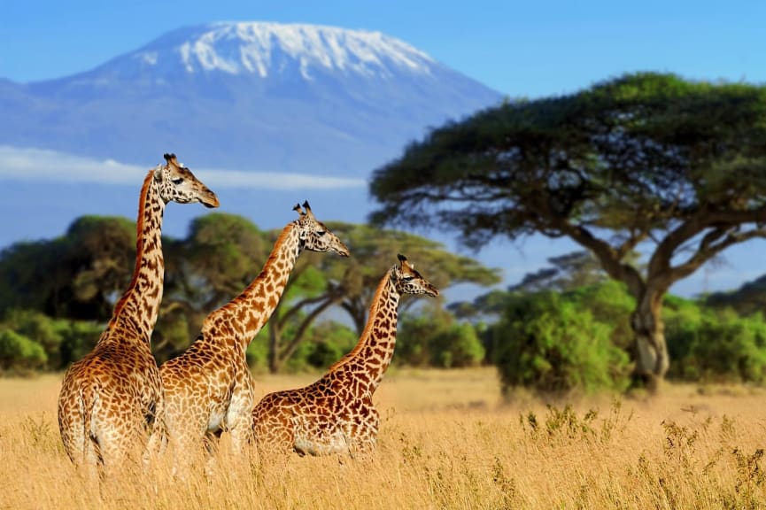 Giraffes in Amboseli National Park