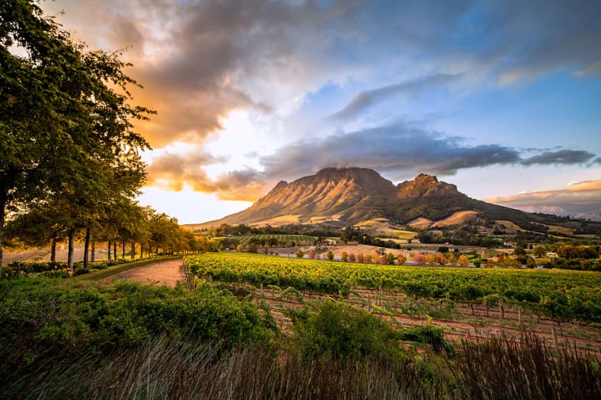 Vineyard in Stellenbosch, South Africa