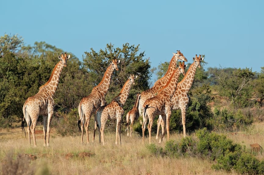 Small herd of giraffes in Sabi Sands