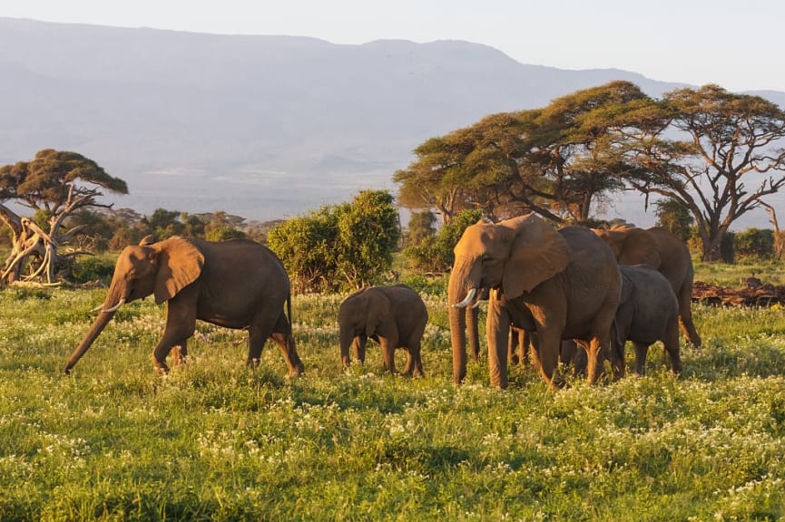 Elephants in Maasai Mara, Kenya