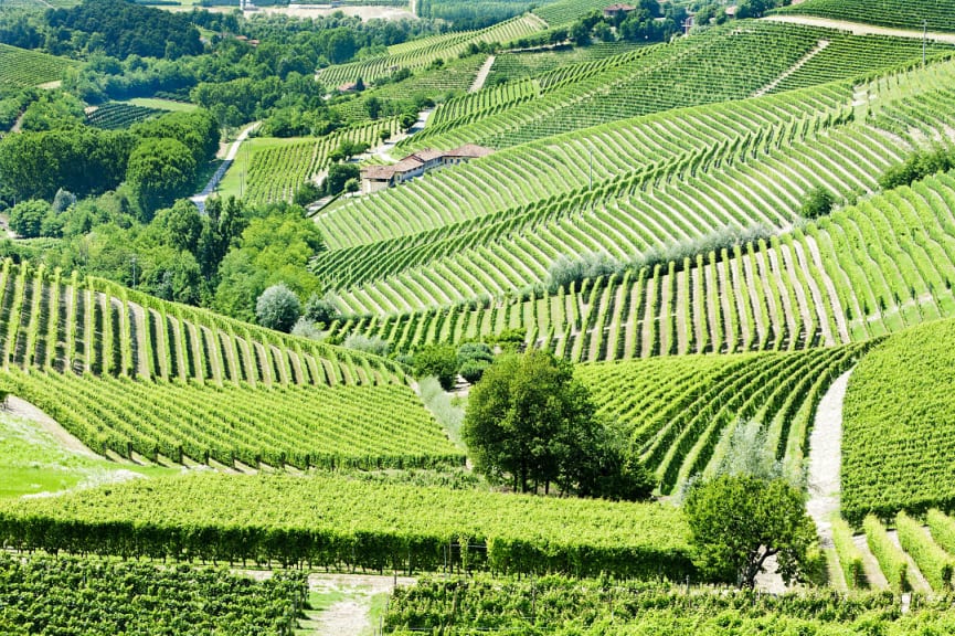 Vineyard in Barbaresco, Piedmont, Italy