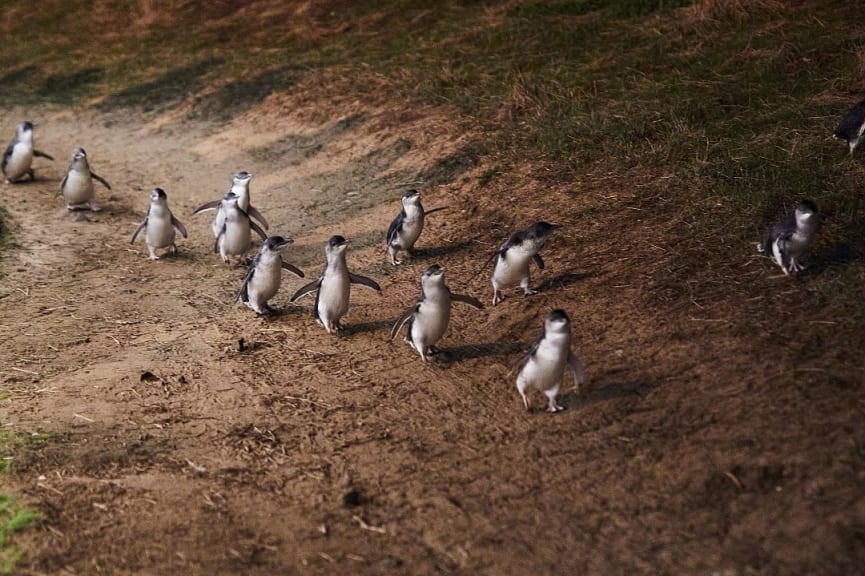 Penguin Parade at Phillip Island Nature Park in Victoria, Australia