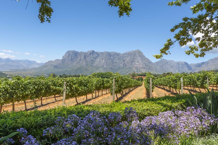 Vineyard in Cape Winelands, South Africa