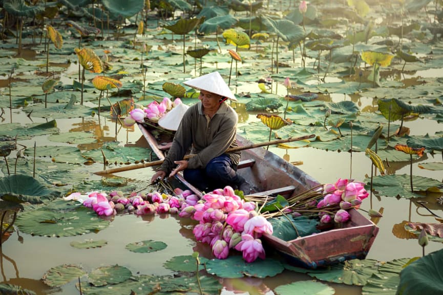 Agriculture harvesting lotus in the swamp in Hanoi, Vietnam. 