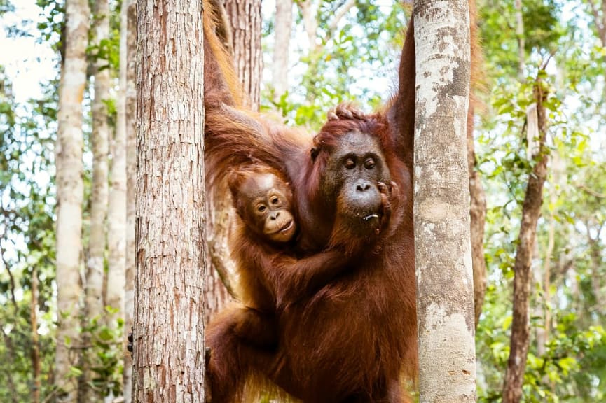 Orangutans hanging between trees in Tanjung Putting National Park