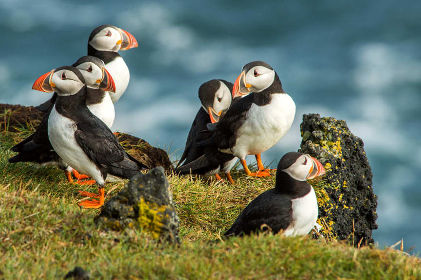 A group of puffins on the coast of Iceland