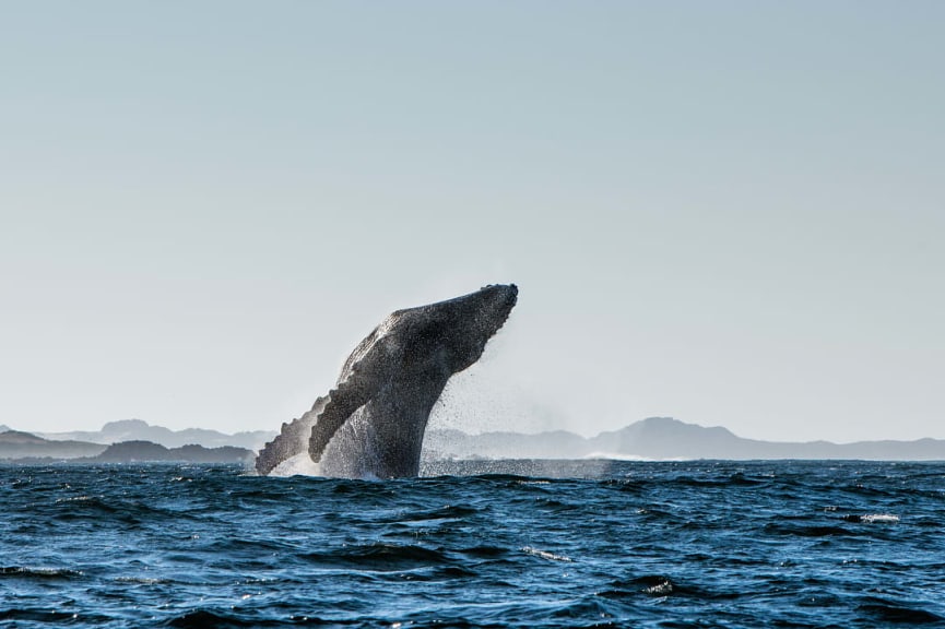 Humpback whale breaching in whale-watching season in the Western Cape.